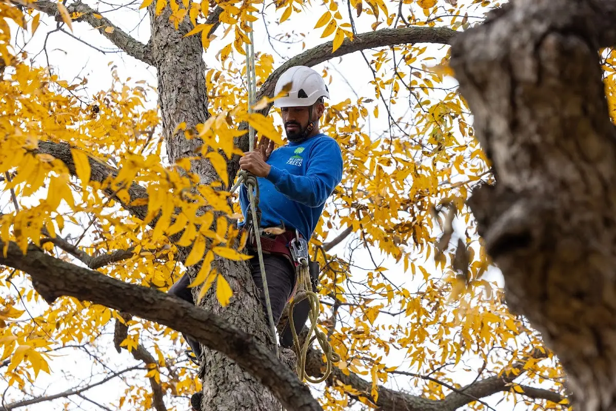 Skilled Dead Tree Removal crew working in Hardin